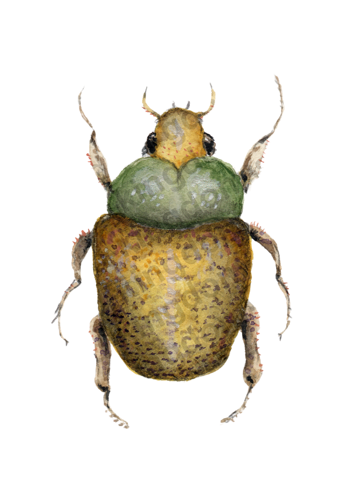 bug#0105 - card
