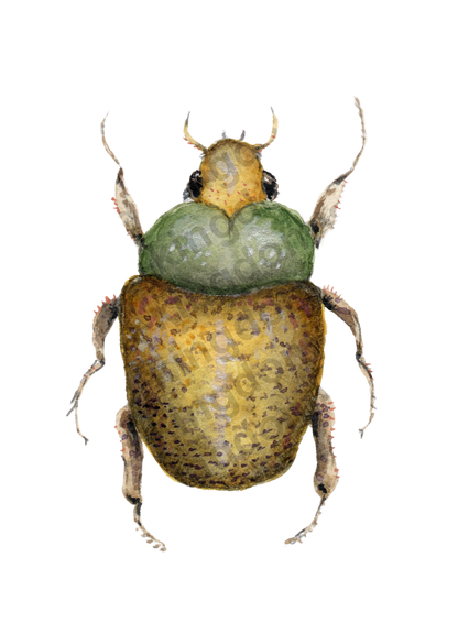 bug#0105 - card