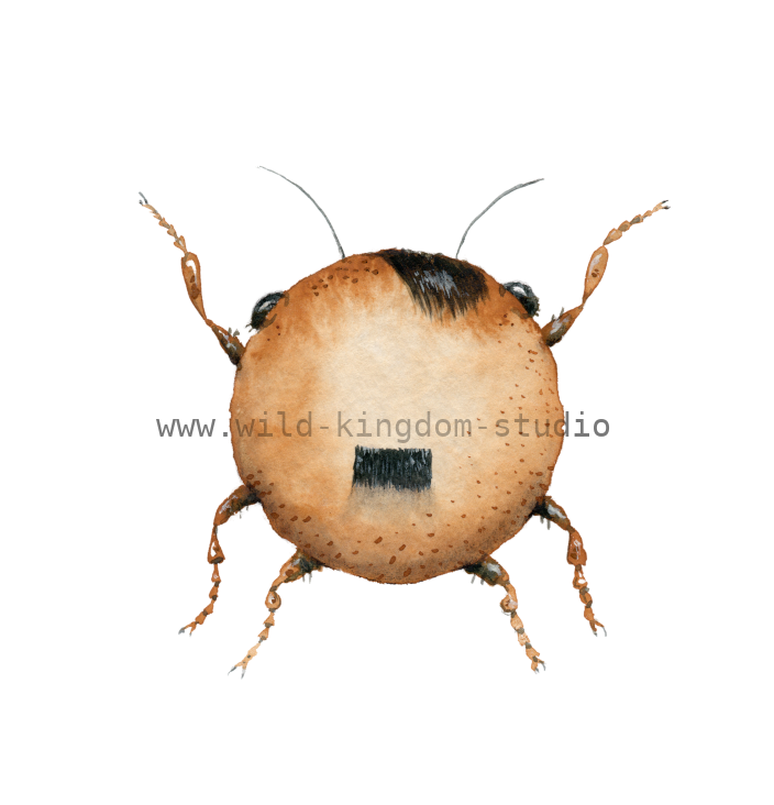 Adolpho the brown bug