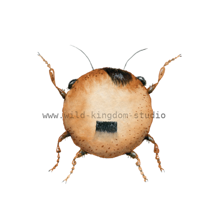 Adolpho the brown bug