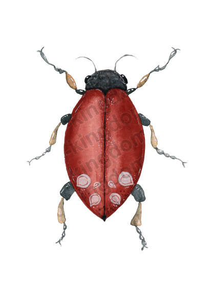 bug#0133 - card