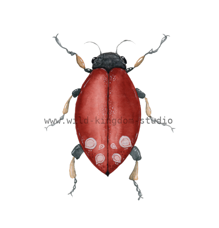 bug#0133 - card