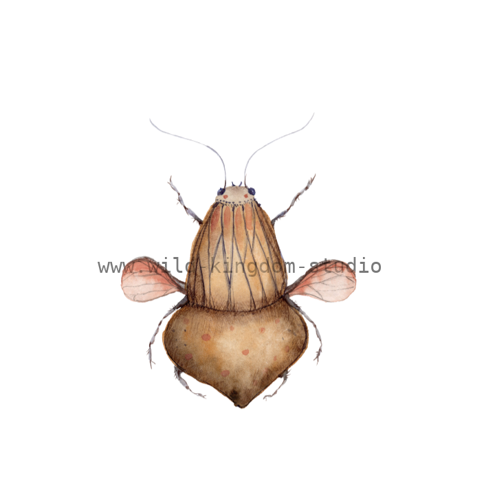 Flying Djembé