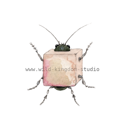 Bug in a Box