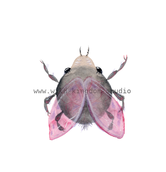 bug#0148 - card