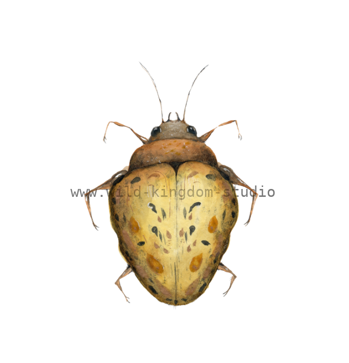 bug#0179 - card