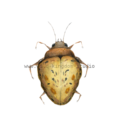 bug#0179 - card