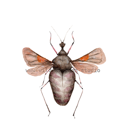 bug#0188 - card