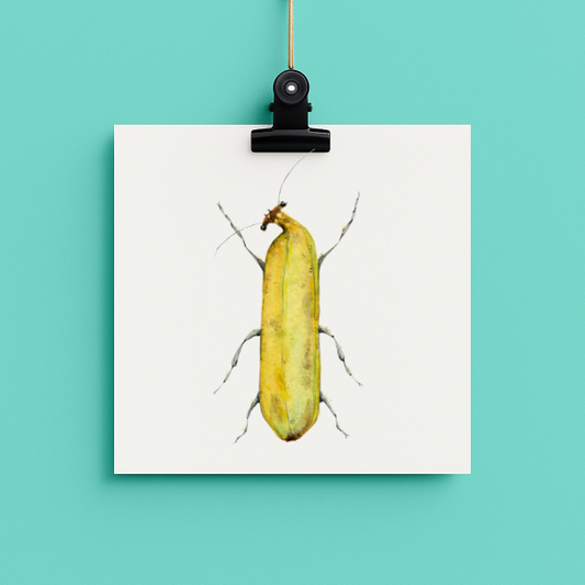 Banana Bug