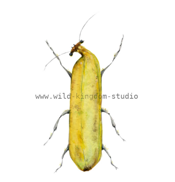 Banana Bug