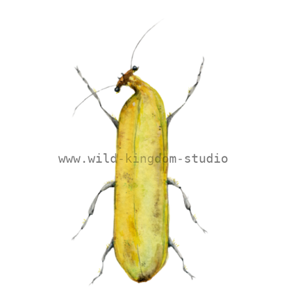 Banana Bug