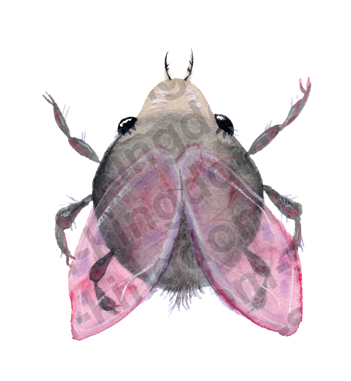 bug#0148 - card