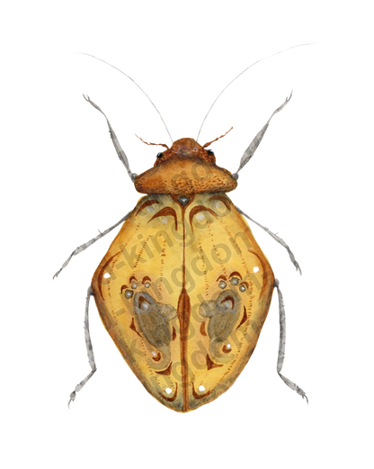 bug#0176 - card