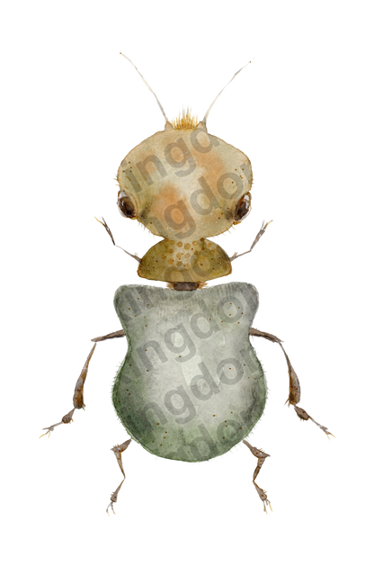bug#0177 - card
