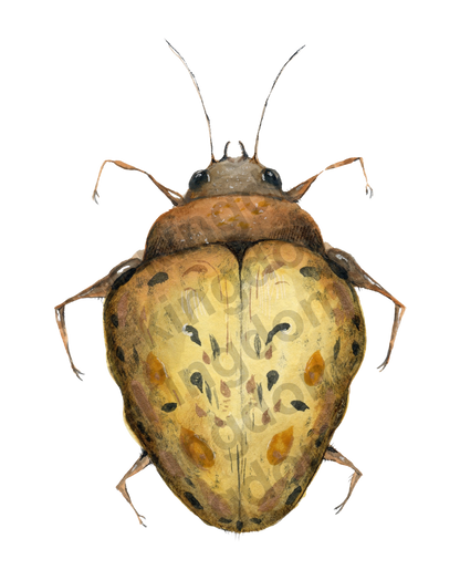 bug#0179 - card