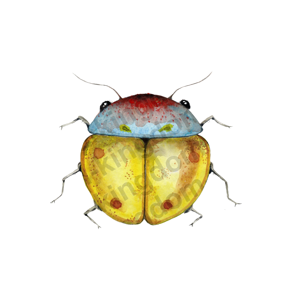 bug#0206 - card