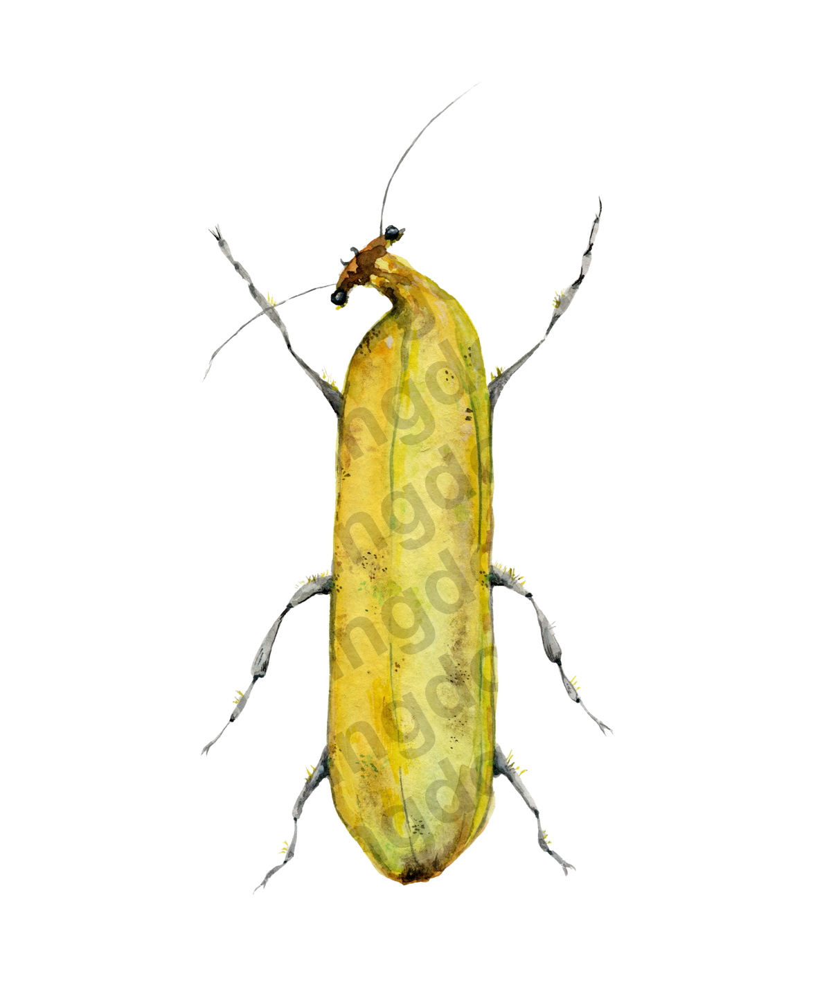 Banana Bug