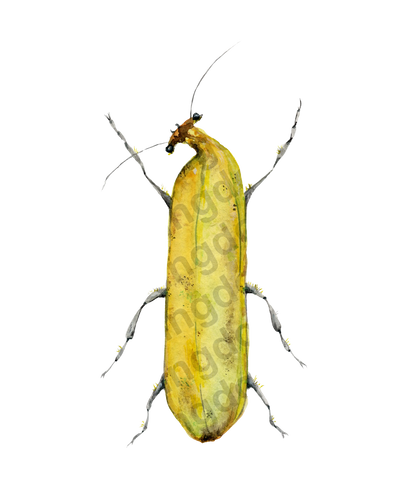 Banana Bug