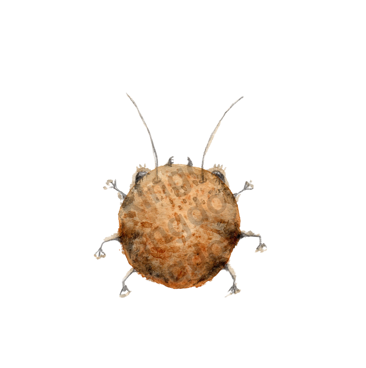 Cookie bug