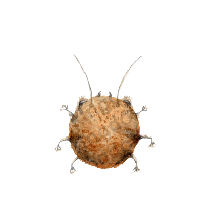 Cookie bug