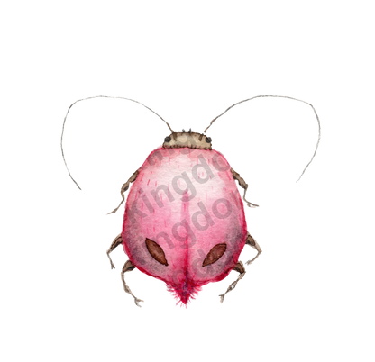 Rosie bug