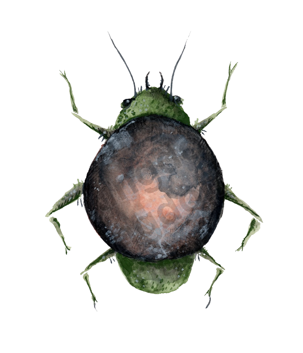 Moon Bug
