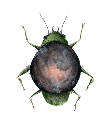 Moon Bug