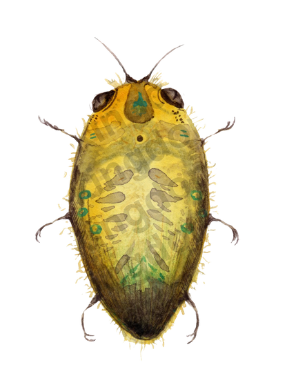 bug#0035 - card